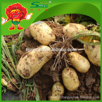 Buy cheap russet potato new fresh holland potatoes with good price